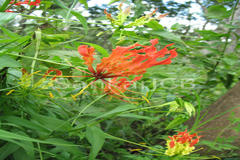 Gloriosa superba